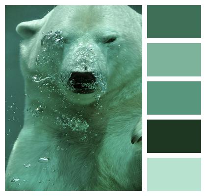 Bear Polar Bear Arctic Image
